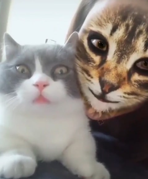 Reaksi Lucu Kucing Bila Lihat Owner Guna Filter Kucing 5